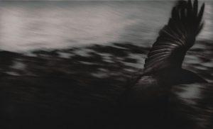 Branka Jukic:'Untitled'