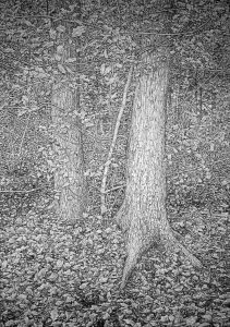 Roy Wright - 'Autumn Leaves 2'