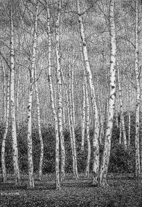 Roy Wright - 'Silver Birch Forest Autumn 2'