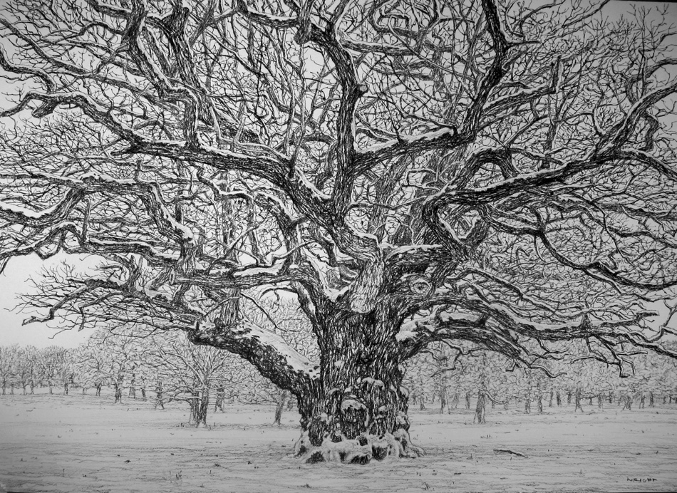 Roy Wright - 'Snow on the Oak'