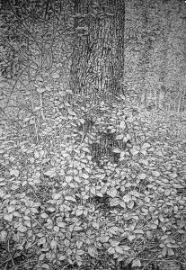 Roy Wright - 'Unfathomable Deep Forest'