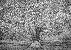 Roy Wright - 'When Autumn Start to Fall 3'